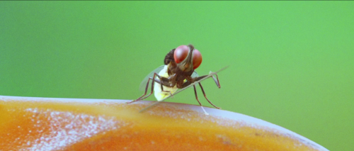 Eega-109008145fcb9770ac.png