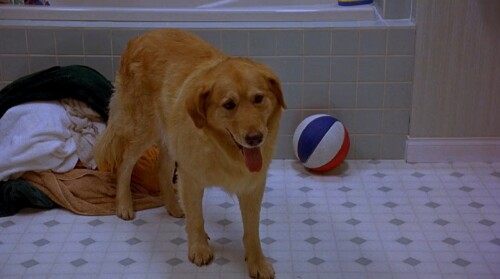 Air Bud (1997) Telugu Dubbed Movie Screen Shot 2