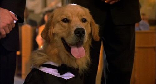 Air-Bud-3-World-Pup-2000-Telugu-Dubbed-Movie-Screen-Shot-1.jpg