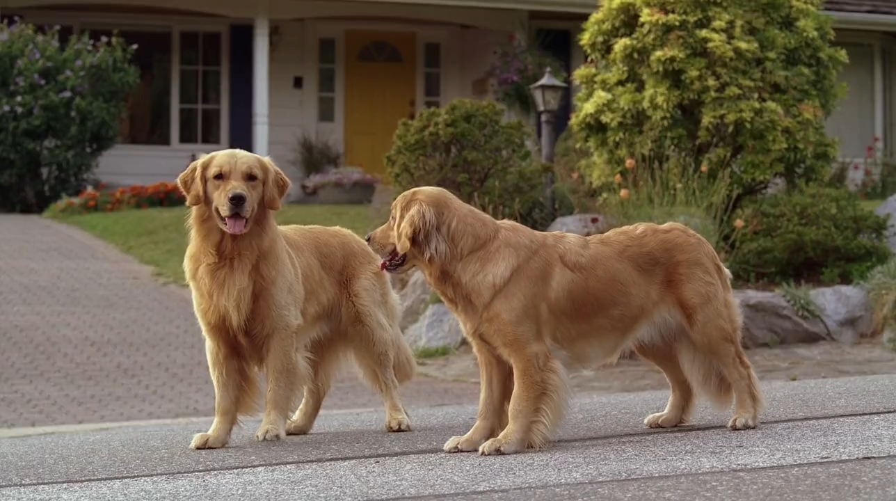 Air Buddies (2006) Telugu Dubbed Movie Screen Shot 1